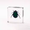 Especímenes de Insectos de Ámbar Real, Especímenes de Insectos Reales en Resina Transparente, Juguetes de Ciencia para Niños, Adornos, Sujetalibros, Regalos