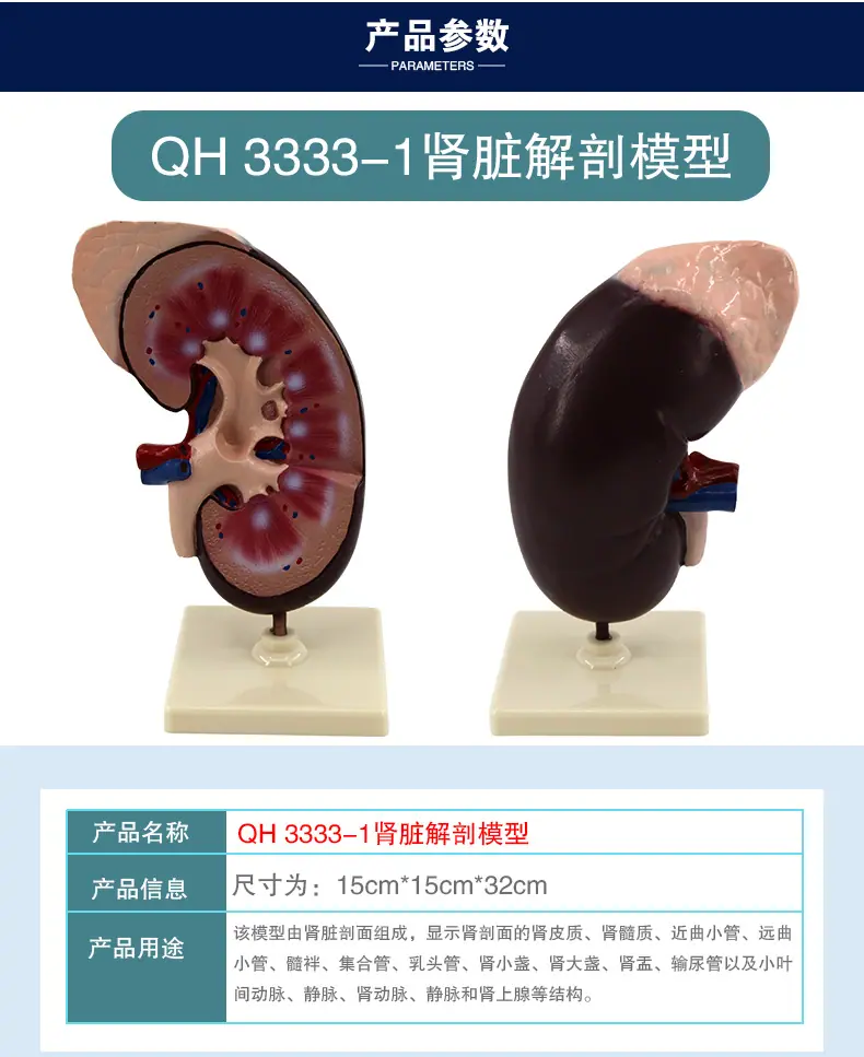 肾脏解剖模型_06.jpg