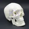 Modelo de Cráneo para Adultos Grande y Pequeño 1:1 Escultura de Arte para Enseñanza Oral de Calavera Boceto Desmontable y Móvil