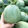 Mudas de Vegetais de Primavera, Mudas de Pimenta, Tomates de Varanda Quatro Estações, Berinjelas, Pepinos, Melancias, Buchas Vegetais, Mudas de Abóbora, Plantio Sul