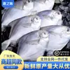 Pampo Prateado Pesca Selvagem Peixe Chato Mar Profundo Congelado Pampo Branco Tamanho Grande Frutos do Mar Produtos Aquáticos Cavala Produtos Aquáticos Frescos Atacado Comercial