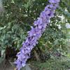 Delphinium Rojo Rosa qiandyan Azul Klein Jacinto Violeta de otoño Decoración de boda Flor artificial venta al por mayor