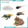 Juguete modelo de animal pequeño simulación ciclo de vida crecimiento rana tortuga pollo Montessori material didáctico preescolar venta al por mayor