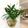 Maceta Acrílica de Pared Hidropónica para Pothos, Botella, Colgante de Pared, Pecera, Decoración de Pared, Restaurante, Sala de Estar, Pared de Fondo, Maceta