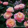 Suco de Varanda Rosa Flor Média Grande Muda Vaso Flor Planta Quatro Estações Floração Verde Rosa Muda Atacado