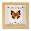 Marco de Fotos con Espécimen de Mariposa Real Pintura Decorativa de Madera DIY Marco de Fotos Retro Decoración de Muebles de Mesa Regalo de Cumpleaños Regalo