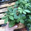 Plantas de Piedra Absorbente Plantas Verdes Piedra de Agua Acuaterrario Tanque de Selva Rocalla Paisajismo Musgo Helecho Micro-paisaje Plantas de Bonsái