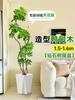 Planta Verde Grande para Sala de Estar con Forma de Pata de Pato, Planta en Maceta de Interior de Fácil Mantenimiento, Planta Verde Perenne de Pie para Oficina para Todas las Estaciones