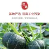 Calabazas Bebé de Shandong, Calabazas Pequeñas Frescas Sabor a Castaña, Dulces y Pegajosas, Fragantes y Dulces, Entrega Directa desde el Lugar de Origen, Adecuadas para Bebés y Mujeres Embarazadas
