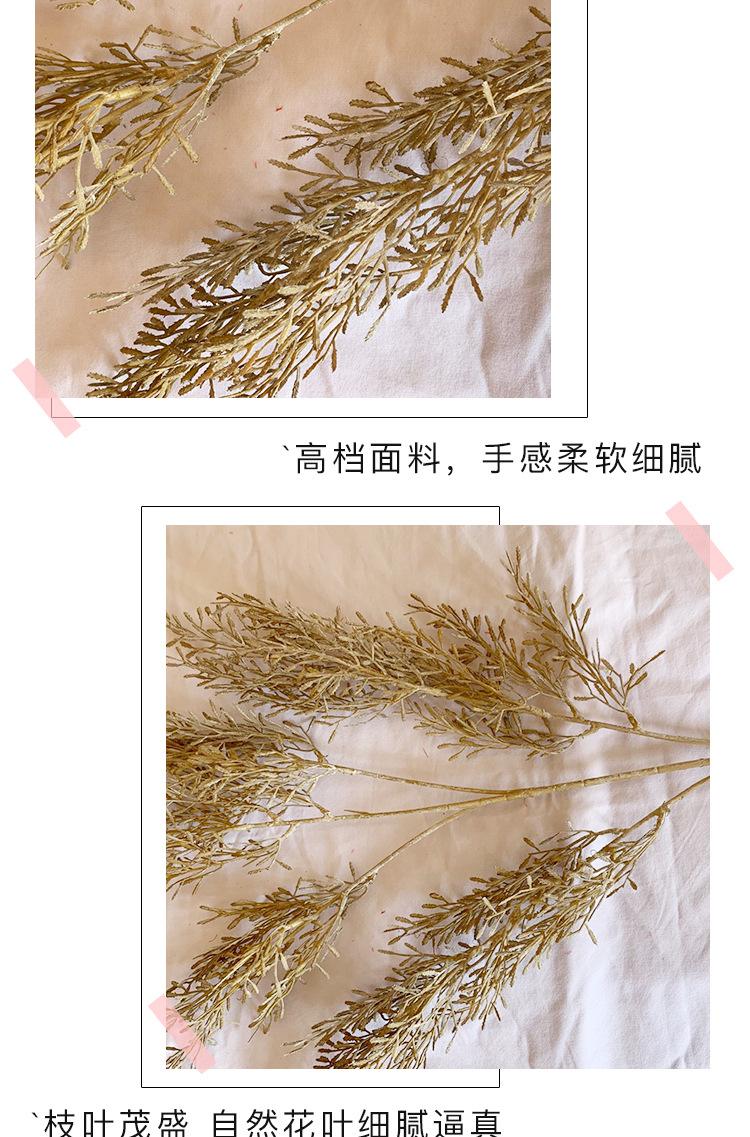 合欢草详情_10