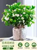Planta de Jasmim em Vaso para Uso Interno, Repele Mosquitos, Elimina Odores, Sempre Verde para Todas as Estações, Fresca e Fragrante, Planta com Flores Atraentes para Mesa de Casa
