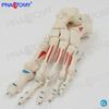 Hueso del Pie Humano Modelo de Hueso del Pie Articulación del Dedo del Pie Artificial Esqueleto Plantas Esqueleto Coloración Muscular Articulaciones Móviles