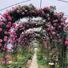Rosas Trepadoras de 1.5 m con Aroma Fuerte, Plantas Trepadoras para el Jardín, Rosas en Maceta de Floración Multitemporada que Florecen Todo el Año