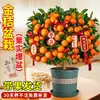 Planta de Kumquat de Cuatro Estaciones en Maceta con Fruta Comestible, una Planta Atractora de Fortuna para Sala de Estar de Uso Interior, Flor de Año Nuevo, Árbol Frutal Naranja, Planta Verde