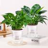 Plantas en maceta Golden Diamond, cestas de rábano verde Platinum Diamond, plantas verdes hidropónicas de hoja grande, suculentas, flores fáciles de cultivar para personas perezosas en la oficina.