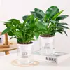 Plantas en Maceta Diamante Dorado, Plantas Verdes Diamante Platino, Plantas Verdes de Hoja Grande Hidropónicas, Suculentas, Flores Fáciles de Cuidar para la Oficina