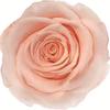 Caja de Joyería Cuadrada de Flores Eternas, Caja para Anillo Flor de Rosa de Cristal, Regalo de Boda San Valentín con Flores Secas, Accesorios de Decoración para Puesto