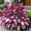 Suministro Transfronterizo Semillas de Flor de Hosta de Hoja de Color, Semillas de Flor de Hosta, Semillas de Flor en Maceta, Semillas de Flor de Grulla Blanca, Semillas de Flor de Hosta