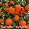 Una pieza de Dropshipping con Fruta Enviada Plántulas Grandes de Naranja Dulce Naranja de Azúcar en Maceta Siembra en Tierra Plantación Norte y Sur Naranja de Azúcar sin Semilla