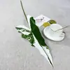 Planta Verde de Novo Produto Transfronteiriço Folha de Calla Folha de Begônia Folha de Taro Colorida Planta Guia de Corredor de Casamento Parede de Plantas Design Floral DIY