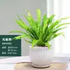 Helecho Nido de Pájaro en Maceta - Planta Pequeña Purificadora de Aire para Interiores, para Oficina, Perenne y Fácil de Mantener, Planta Verde Tolerante a la Sombra