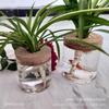 Botella ecológica de micro paisajismo planta hidropónica jarrón suculento adornos de plantas verdes de interior varias especificaciones LOGOTIPO