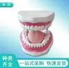Modelo Dental de Cepillado con Aumento 6X con Modelo de Lengua y Dientes para Enseñar el Cepillado y la Higiene Bucal a Niños de Preescolar