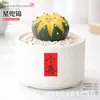 Plantas Suculentas de Interior, Cactos Pequenos em Vasos, Flores, Plantas Verdes, Escritório, Jardim de Infância, Mesa, Suculentas Tipo Cacto