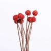 Bola de ouro Yunnan Buquê de Flores Secas ins Estilo Nórdico Eterno Ornamentos de Flores Sala de estar Decorativo Flor Tiro Adereços Atacado