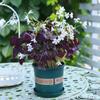 Plántulas de Flor de Oxalis de Hoja Morada, Bulbos de Trébol de Hoja Verde, Hierba Frita, Mariposa Morada, Plantas de Follaje para Balcón Interior y Patio