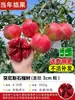 Mudas de Romãzeira Extra-Grandes para Dropshipping Sementes Macias Tunisianas Plantio no Solo Árvore Frutífera de Quintal Romã Doce Sem Sementes Preta Grande