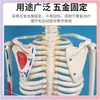 Modelo de Esqueleto Humano de 85cm Esqueleto Adulto de Corpo Inteiro de 170cm Modelo Humano Esqueleto Pequeno Modelo de Coluna Vertebral para Ensino
