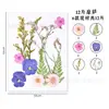 Kit de Materiales de Flores Secas DIY Flor Eterna Piezas de Flores Prensadas Marcador de Resina Hecho a Mano Lámpara de Mesa de Flores Reales Espécimen de Hoja Flor de Cerezo