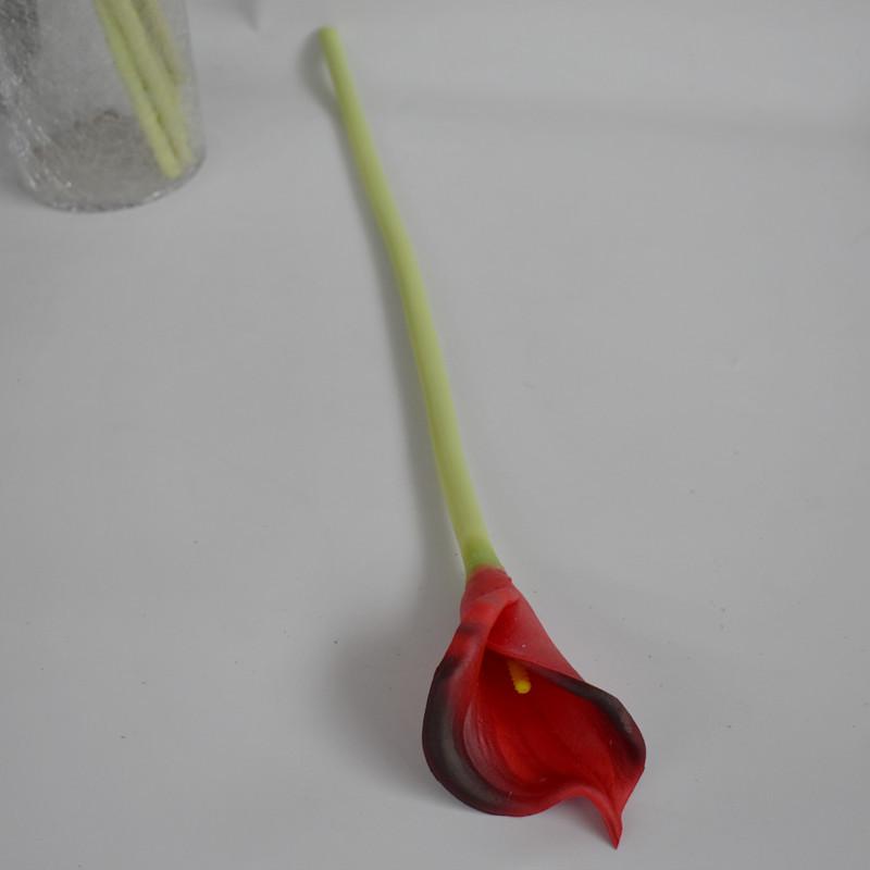 大马蹄莲酒红