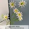 Cenário de Flor de Simulação Layout Crisântemo Mai Xiang Margarida Mona Garden Mori Casamento Casamento Estrada de Flores Artificiais Arranjo de Flores