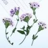 Flor de Cerezo Seca con Ramas, Material de Flor en Relieve, Espécimen de Planta de Flor Real DIY Hecho a Mano, Separador de Libros en Relieve, Calcomanía Facial