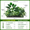 Combinação Paisagística de Plantas Artificiais Verdes Estilo Tropical com Vasos para Escadas Internas e Varandas, Plantas Verdes Grandes para Decoração de Casa, Sem Manutenção
