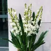 Bulbos de Dama-da-Noite, Mudas de Flores que Florescem à Noite, Plantas Perenes Fortemente Perfumadas, Fáceis de Cultivar em Pátios Internos e Externos em Todas as Estações, Dama-da-Noite
