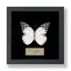 Borboleta Cauda de Andorinha Listrada de Verde Espécime de Borboleta Real Produto Acabado Decoração de Presente Pintura para Pendurar Pintura Decorativa Presente de Aniversário para Meninas Dia da Mulher