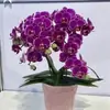 Mudas de orquídea Phalaenopsis, plantas de Phalaenopsis em vaso com flores, flores de interior, plantas verdes, flores ornamentais em vaso, florescendo em todas as estações, fáceis de cuidar
