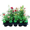 Dropshipping Sucos Varanda Mudas de Rosa Rosas Florindo Flores em Vasos Plantas Trepadeiras Cipós Rosa Plantas Verdes