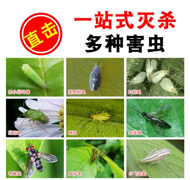 沾虫板源文件_03