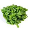 Sementes de Brotos de Ervilha Sementes Frescas de Pontas de Ervilha Sementes de Vegetais Verdes de Primavera e Outono Plantas em Vasos para Varanda