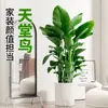 Planta Verde Ave do Paraíso Planta em Vaso para Sala de Estar e Escritório, Fácil de Manter Flor Grande e Planta Verde para Casa Nova, Planta de Folhas Grandes para Uso Doméstico