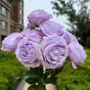 9 Rosas de AustinDecoración de Boda, Arreglo Floral, Pared de Flores, Accesorios para Fotografía, Decoración del Hogar