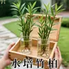 Plantas Hidropónicas en Maceta de Bambú y Ciprés Son Repelentes de Mosquitos Plantas Verdes de Interior para Sala de Estar Escritorio Florales Pequeños en Maceta Son Perennes y Fáciles de Mantener en Todas las Estaciones