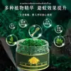 Cuentas repelentes de mosquitos de citronela, repelente de mosquitos de hierba de citronela, un potente repelente de mosquitos para interiores, fragancia para el hogar, repelente a base de plantas