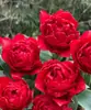 Bulbos de tulipán, bulbos grandes cuidadosamente seleccionados, mezcla multicolor, adecuados para cultivo hidropónico y en tierra, resistentes al frío, ideales para balcones, jardines y crear una exhibición floral vibrante
