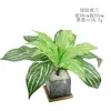 Plantas Verdes Artificiales Aglaonema Hierba Persa Tallo Verde Paquete Combinado Paisajismo DIY Plantas Artificiales Flores Hojas de Helecho Eucalipto