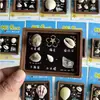 Imanes de Nevera Pizarra Pequeña, Imanes de Nevera con Espécimen de Concha, Souvenirs del Océano de Sanya, Pingtan, Weihai, Yantai, Qingdao